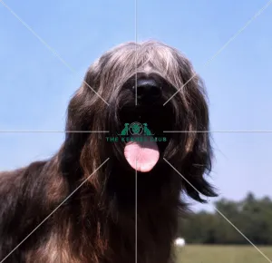<b class=qtipBold><figcaption>Briard</figcaption></b><br><br><em>© Diane Pearce Collection / The Kennel Club</em> Briard