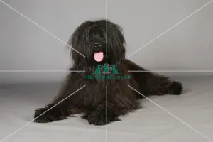 Briard, Crufts 2013, KCPL_Stock Briard, Crufts 2013, KCPL_Stock