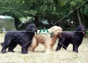 <b class=qtipBold><figcaption>Briards</figcaption></b><br><br><em>© Diane Pearce Collection / The Kennel Club</em> Briards