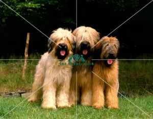 <b class=qtipBold><figcaption>Briards</figcaption></b><br><br><em>© Diane Pearce Collection / The Kennel Club</em> Briards