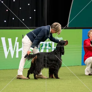 British Vulnerable Breed Competition Crufts 2022 Gundog Group Judging Crufts 2022 British Vulnerable Breed Competition Crufts 2022 Gundog Group Judging Crufts 2022