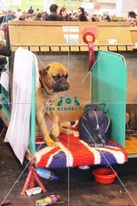 <b class=qtipBold><figcaption>bull mastiff</figcaption></b><br><em>© Jess Clark / The Kennel Club</em> bull mastiff