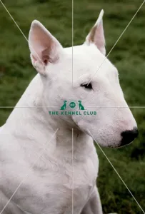 <b class=qtipBold><figcaption>Bull Terrier</figcaption></b><br><br><em>© Diane Pearce Collection / The Kennel Club</em> Bull Terrier