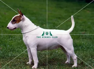 <b class=qtipBold><figcaption>Bull Terrier- Miniature</figcaption></b><br><br><em>© Diane Pearce Collection / The Kennel Club</em> Bull Terrier- Miniature