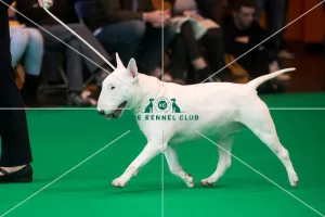<b class=qtipBold><figcaption>Bull Terrier ring shots</figcaption></b> Bull Terrier ring shots