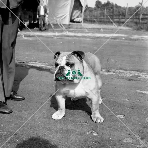 <b class=qtipBold><figcaption>Bulldog</figcaption></b><br>Ch Beechlyn Golden Nugget of Denbrough<br><em>© Diane Pearce Collection / The Kennel Club</em> Bulldog