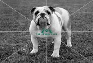 <b class=qtipBold><figcaption>Bulldog</figcaption></b><br>CH Portfield So Small<br><em>© Diane Pearce Collection / The Kennel Club</em> Bulldog