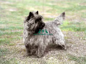 <b class=qtipBold><figcaption>Cairn Terrier</figcaption></b><br><br><em>© Diane Pearce Collection / The Kennel Club</em> Cairn Terrier