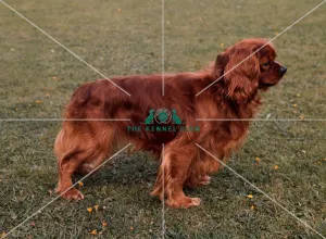 <b class=qtipBold><figcaption>Cavalier King Charles Spaniel</figcaption></b><br><br><em>© Diane Pearce Collection / The Kennel Club</em> Cavalier King Charles Spaniel