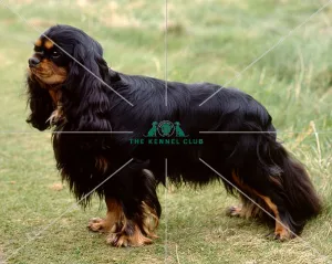 <b class=qtipBold><figcaption>Cavalier King Charles Spaniel</figcaption></b><br><br><em>© Diane Pearce Collection / The Kennel Club</em> Cavalier King Charles Spaniel