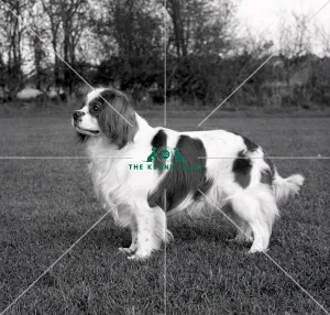 <b class=qtipBold><figcaption>Cavalier King Charles Spaniel</figcaption></b><br>Alansmere Aquarius<br><em>© Diane Pearce Collection / The Kennel Club</em> Cavalier King Charles Spaniel