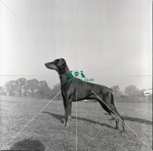 <b class=qtipBold><figcaption>Ch Hensel Midnight Max, Dobermann</figcaption></b><br>Ch Hensel Midnight Max, Dobermann Photograph taken by Diane Pearce<br><em>© The Kennel Club ©</em> Ch Hensel Midnight Max, Dobermann
