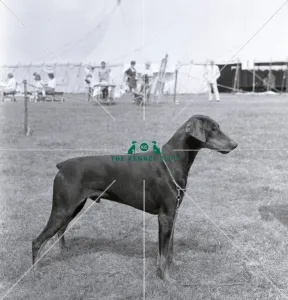<b class=qtipBold><figcaption>Ch Tavey Stormy Medallion</figcaption></b><br>Ch Tavey Stormy Medallion, Dobermann Photo taken by Diane Pearce<br><em>© The Kennel Club ©</em> Ch Tavey Stormy Medallion