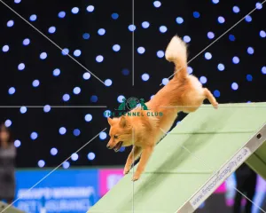 <b class=qtipBold><figcaption>Championship Agility main arena</figcaption></b><br>Championship Agility - Medium - Final<br><em>© Yulia Titovets </em> Championship Agility main arena