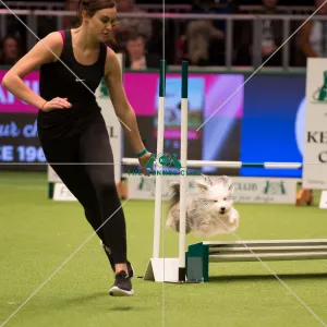<b class=qtipBold><figcaption>Championship Agility main arena</figcaption></b><br>Championship Agility - Small<br><em>© Yulia Titovets </em> Championship Agility main arena