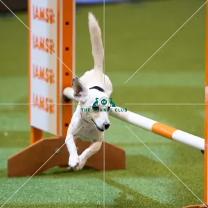<b class=qtipBold><figcaption>Championship Agility main arena</figcaption></b><br>Championship Agility - Small<br><em>© Yulia Titovets </em> Championship Agility main arena