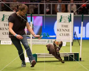 <b class=qtipBold><figcaption>Championship Agility main arena</figcaption></b><br>Championship Agility - Small<br><em>© Yulia Titovets </em> Championship Agility main arena