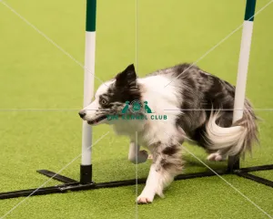 <b class=qtipBold><figcaption>Championship Agility main arena</figcaption></b><br>Championship Agility - Medium<br><em>© Yulia Titovets </em> Championship Agility main arena
