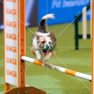 <b class=qtipBold><figcaption>Championship Agility main arena</figcaption></b><br>Championship Agility - Medium<br><em>© Yulia Titovets </em> Championship Agility main arena