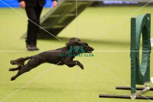 <b class=qtipBold><figcaption>Championship Agility main arena</figcaption></b><br>Championship Agility - Small<br><em>© Yulia Titovets </em> Championship Agility main arena