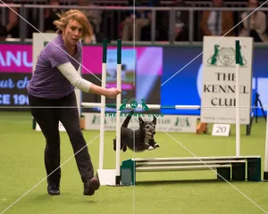 <b class=qtipBold><figcaption>Championship Agility main arena</figcaption></b><br>Championship Agility - Small<br><em>© Yulia Titovets </em> Championship Agility main arena