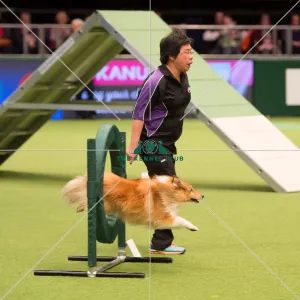 <b class=qtipBold><figcaption>Championship Agility main arena</figcaption></b><br>Championship Agility - Medium<br><em>© Yulia Titovets </em> Championship Agility main arena