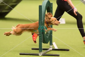 <b class=qtipBold><figcaption>Championship Agility main arena</figcaption></b><br>Championship Agility - Medium<br><em>© Yulia Titovets </em> Championship Agility main arena