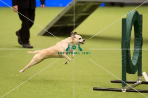 <b class=qtipBold><figcaption>Championship Agility main arena</figcaption></b><br>Championship Agility - Medium<br><em>© Yulia Titovets </em> Championship Agility main arena