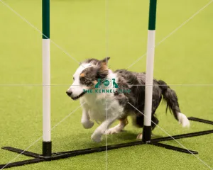 <b class=qtipBold><figcaption>Championship Agility main arena</figcaption></b><br>Championship Agility - Medium<br><em>© Yulia Titovets </em> Championship Agility main arena