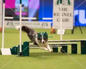<b class=qtipBold><figcaption>Championship Agility main arena</figcaption></b><br>Championship Agility - Medium<br><em>© Yulia Titovets </em> Championship Agility main arena
