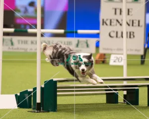 <b class=qtipBold><figcaption>Championship Agility main arena</figcaption></b><br>Championship Agility - Medium<br><em>© Yulia Titovets </em> Championship Agility main arena