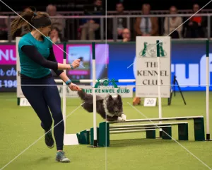 <b class=qtipBold><figcaption>Championship Agility main arena</figcaption></b><br>Championship Agility - Medium<br><em>© Yulia Titovets </em> Championship Agility main arena