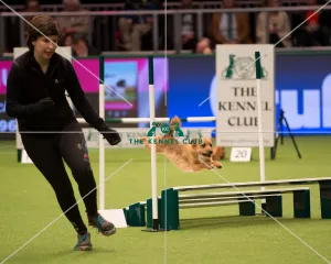 <b class=qtipBold><figcaption>Championship Agility main arena</figcaption></b><br>Championship Agility - Medium<br><em>© Yulia Titovets </em> Championship Agility main arena