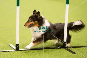 <b class=qtipBold><figcaption>Championship Agility main arena</figcaption></b><br>Championship Agility - Medium<br><em>© Yulia Titovets </em> Championship Agility main arena