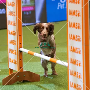 <b class=qtipBold><figcaption>Championship Agility main arena</figcaption></b><br>Championship Agility - Medium<br><em>© Yulia Titovets </em> Championship Agility main arena