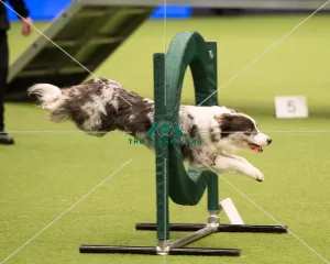 <b class=qtipBold><figcaption>Championship Agility main arena</figcaption></b><br>Championship Agility - Medium<br><em>© Yulia Titovets </em> Championship Agility main arena