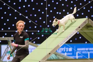 <b class=qtipBold><figcaption>Championship Agility main arena</figcaption></b><br>Championship Agility - Small - Final<br><em>© Yulia Titovets </em> Championship Agility main arena