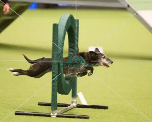 <b class=qtipBold><figcaption>Championship Agility main arena</figcaption></b><br>Championship Agility - Medium<br><em>© Yulia Titovets </em> Championship Agility main arena
