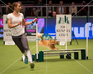 <b class=qtipBold><figcaption>Championship Agility main arena</figcaption></b><br>Championship Agility - Medium<br><em>© Yulia Titovets </em> Championship Agility main arena