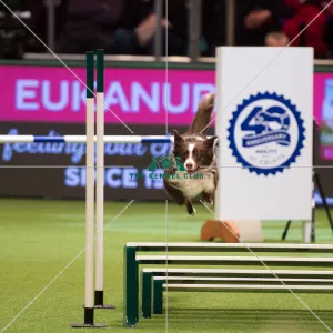 <b class=qtipBold><figcaption>Championship Agility main arena</figcaption></b><br>Championship Agility - Large - Final<br><em>© Yulia Titovets </em> Championship Agility main arena