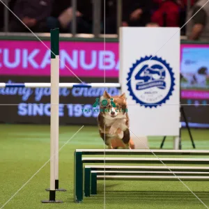 <b class=qtipBold><figcaption>Championship Agility main arena</figcaption></b><br>Championship Agility - Large - Final<br><em>© Yulia Titovets </em> Championship Agility main arena