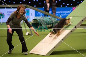 <b class=qtipBold><figcaption>Championship Agility main arena</figcaption></b><br>Championship Agility - Small - Final<br><em>© Yulia Titovets </em> Championship Agility main arena