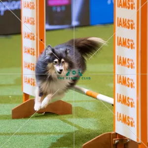 <b class=qtipBold><figcaption>Championship Agility - Small</figcaption></b><br><em>© Yulia Titovets </em> Championship Agility - Small