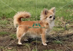<b class=qtipBold><figcaption>Chihuahua (Long Coat)</figcaption></b><br><br><em>© Diane Pearce Collection / The Kennel Club</em> Chihuahua (Long Coat)