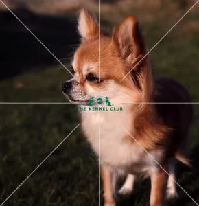 <b class=qtipBold><figcaption>Chihuahua (Long Coat)</figcaption></b><br><br><em>© Diane Pearce Collection / The Kennel Club</em> Chihuahua (Long Coat)