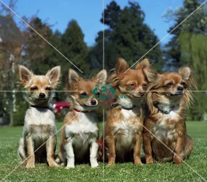 <b class=qtipBold><figcaption>Chihuahuas (Long Coat)</figcaption></b><br><br><em>© Diane Pearce Collection / The Kennel Club</em> Chihuahuas (Long Coat)