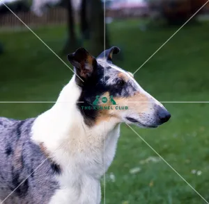 <b class=qtipBold><figcaption>Collie (Smooth)</figcaption></b><br><br><em>© Diane Pearce Collection / The Kennel Club</em> Collie (Smooth)