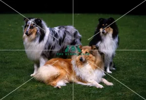 <b class=qtipBold><figcaption>Collies (Rough)</figcaption></b><br><br><em>© Diane Pearce Collection / The Kennel Club</em> Collies (Rough)