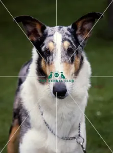 <b class=qtipBold><figcaption>Collies (Smooth)</figcaption></b><br><br><em>© Diane Pearce Collection / The Kennel Club</em> Collies (Smooth)