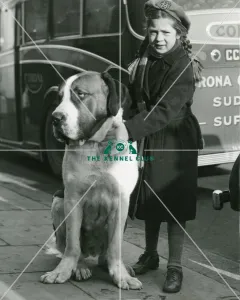 St Bernard Gallery: Crufts 1950 St Bernard